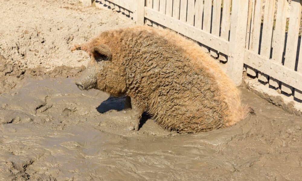 Rotes Mangalica fühlt sich sauwohl