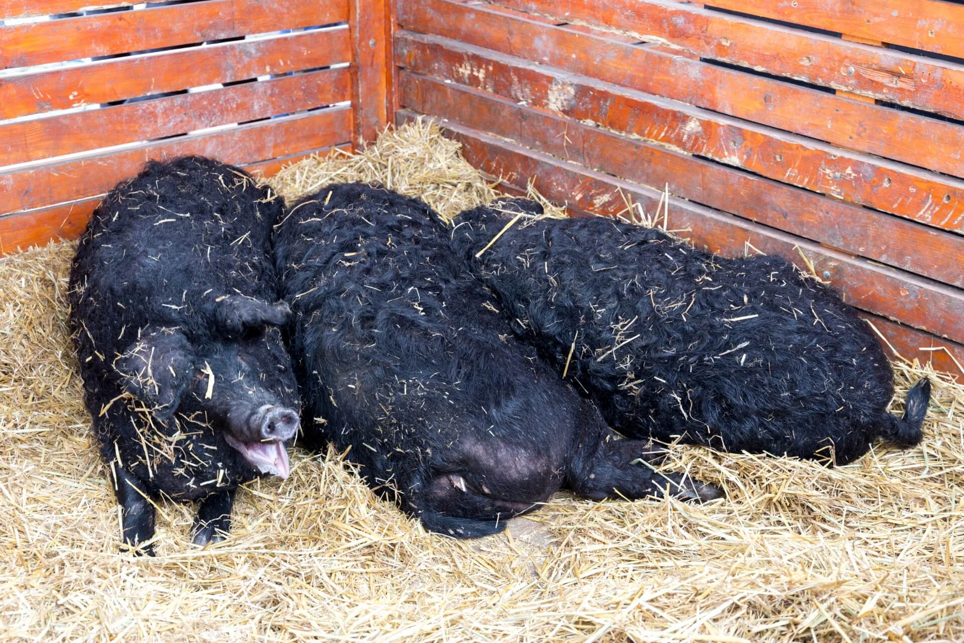 Schwarze Wollschweine (Fekete Mangalica)