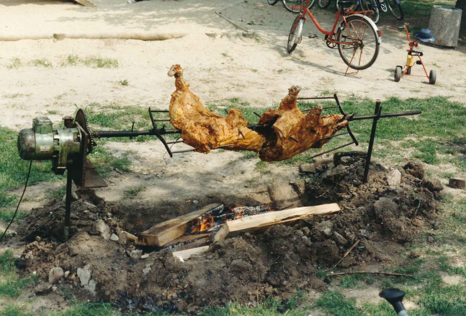 Spießschwein, Dorfanger Stahmeln, 1994