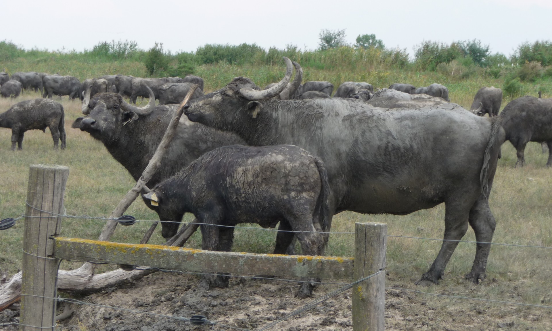 Büffel in der Hortobágy Puszta