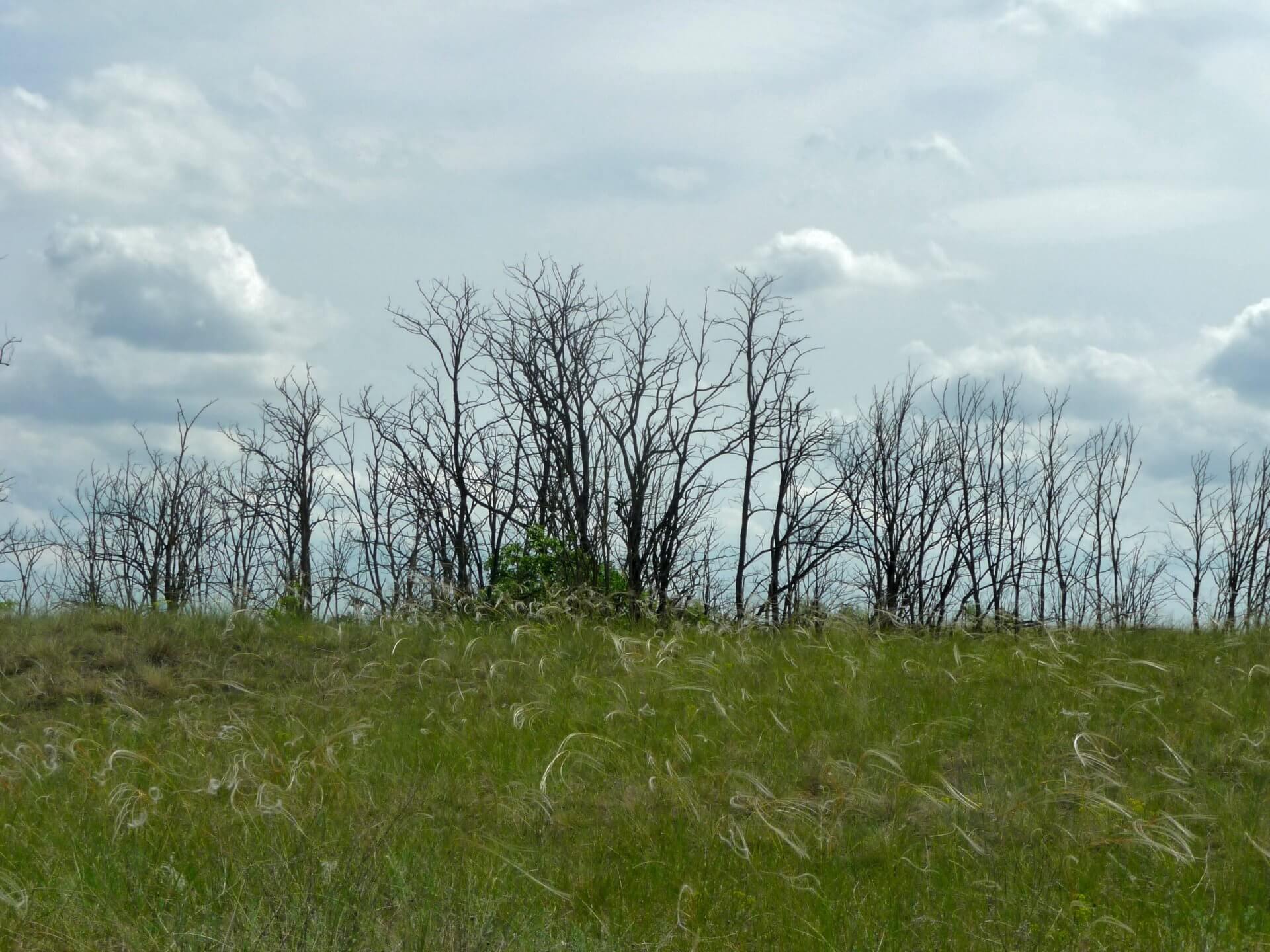 Abgestorbene Bäume bei Fülöpháza